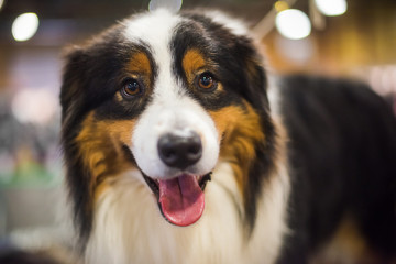 Close-up smiling portrait of an Entlebucher Sennenhund