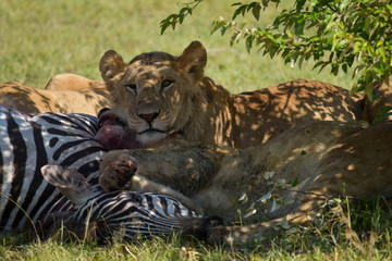 A pride of Lions in the Masai Mara, Kenya, eating their Zebra kill.