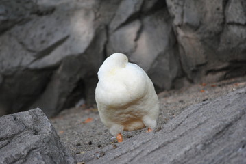 にわとり