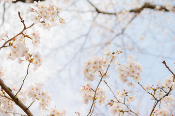 桜の花