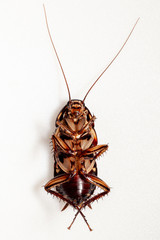 Dead cockroach  on a white background.