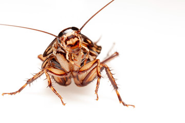 cockroach  on a white background.selective focus