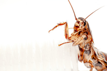 Cockroaches are in the toothbrush on white background.