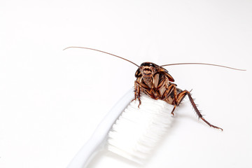 Cockroaches are in the toothbrush on white background.