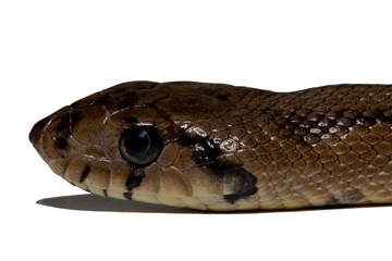 Kopf einer freigestellten Treppennatter vor weißem Hintergrund in der Seitenansicht