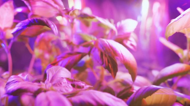 Cultivation of plants under red ultraviolet light. Greenhouse with ultraviolet lamps for plant growth