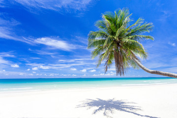 Palm tree on tropical paradise beach with turquoise blue water and blue sky.selective focus.