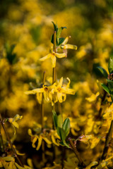 Forsythia