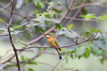 bee-eater