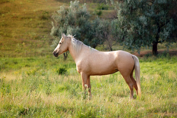 horse
