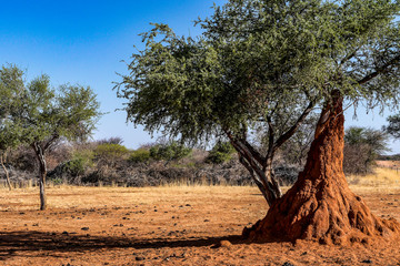 KALAHARI DESERT NAMIBIA. Termite mounds in the Kalahari.