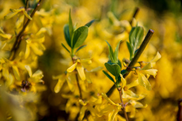 Forsythia