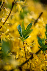 Forsythia