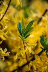 Forsythia