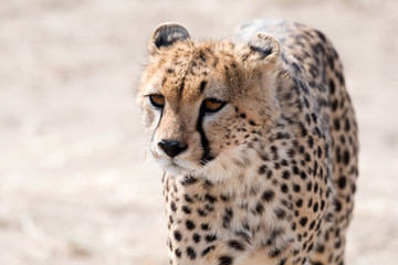 Cheetah close-up