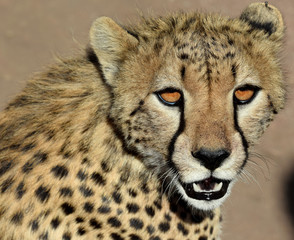 Cheetah close-up