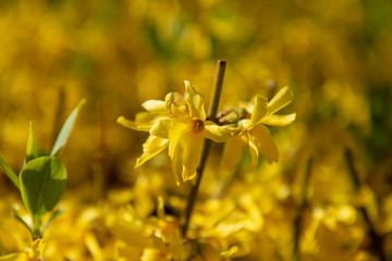 Forsythia