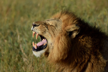 Roaring lion