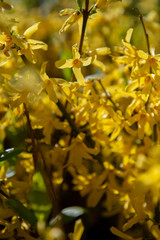 Forsythia