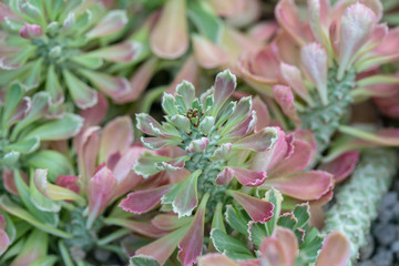 Succulent plant. Euphorbia ritchiei 'Tricolor jade'