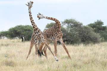 Fighting giraffes