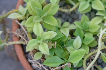 Baby Sun Rose (Aptenia cordifolia) a succulent plant