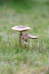 mushrooms in the grass