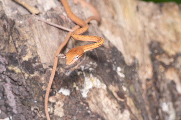 Oriental whip snake Ahaetulla prasina