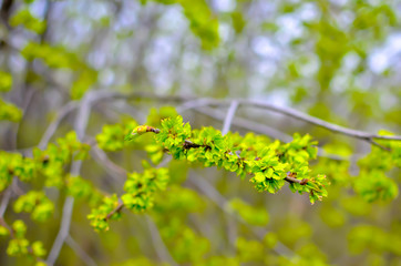 Young first leaves on a brunch on spring, green garden
