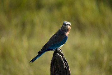 Beautiful Lilac Breasted Roller bird perched on a dead tree stump in the Masai Mara, Kenya, Africa.