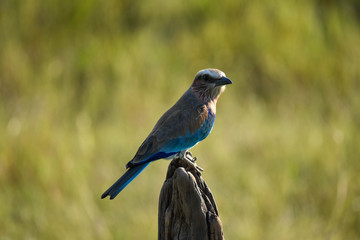 Beautiful Lilac Breasted Roller bird perched on a dead tree stump in the Masai Mara, Kenya, Africa.