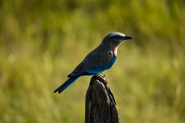Beautiful Lilac Breasted Roller bird perched on a dead tree stump in the Masai Mara, Kenya, Africa.