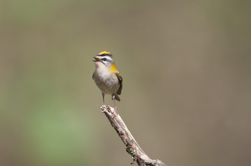 Sommergoldhähnchen