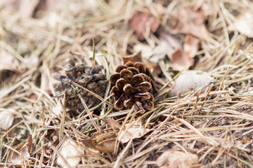 pine cones