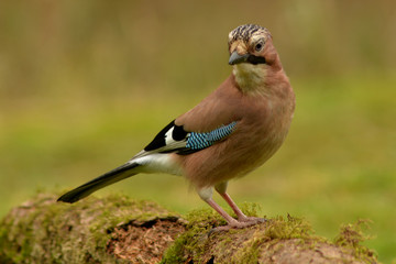 Jay