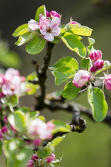 pink blossem on green tree