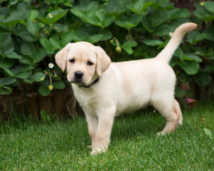little labrador puppy in garden