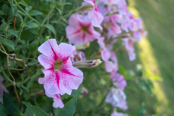 Beautiful flower images on an background