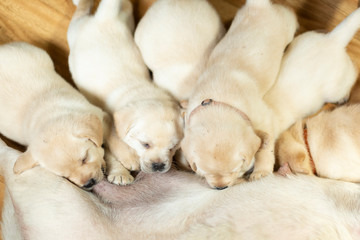 Labrador puppies are nursed by mother