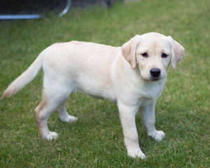 labrador puppy in garden