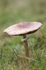 mushroom in green grass