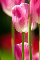 チューリップの中