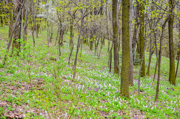 Magical green forest and sunlit wild bluebell flowers