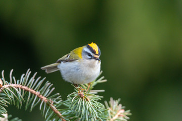 Sommergoldhähnchen