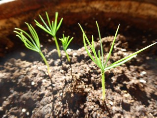 Aleppo Pine Sprouts