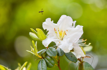 Naklejka na ściany i meble White azalea flower blossoming on nature garden - Rhododendron Ericaceae flower wild rose in thai