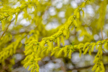 Blooming willow tree branch at blue sky background. Soft focus closeup.