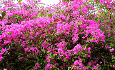 Pink bougainvillea flower beautiful blossoming in the garden park