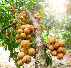 Lansium parasiticum - Langsad or Longkong fruit on tree in the orchard tropical fruit asia