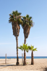 Famille de palmiers Saint José  Espagne